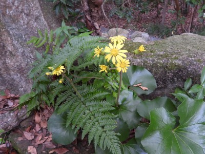 ツワブキ(キク科)