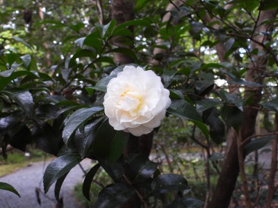 サザンカ(ツバキ科)