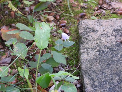 ツリガネニンジン(キキョウ科)