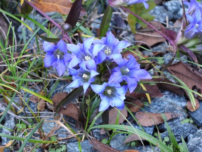 リンドウ(リンドウ科)