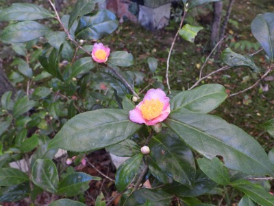 椿・炉開き(ツバキ科)