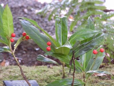 カラタチバナ:百両