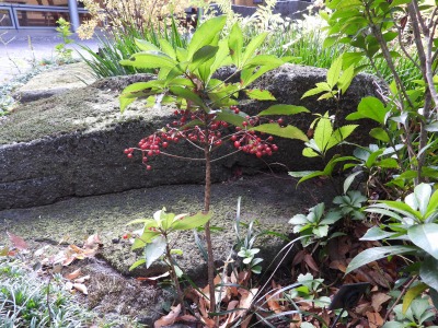 マンリョウ:万両