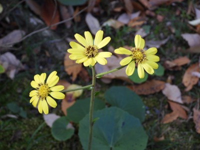 ツワブキ(キク科)